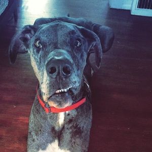 Meet your Posher, Donia